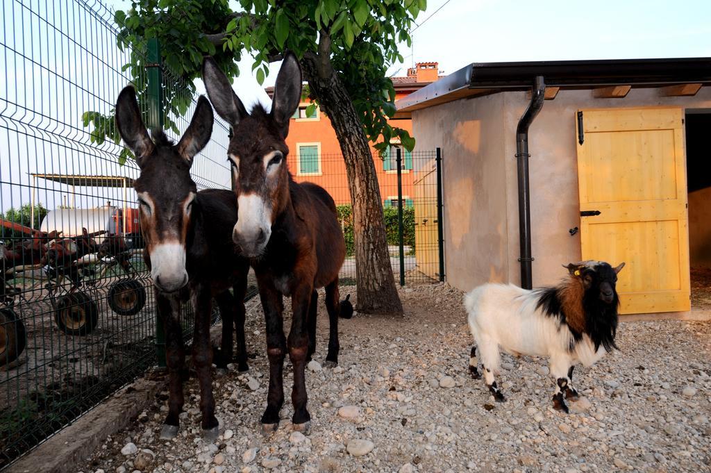 سوماكامبانا Agriturismo Al Barco المظهر الخارجي الصورة